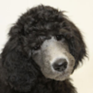 Meet your Posher, Daniella